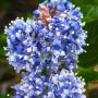 Blue Blossom Ceanothus (Ceanothus thyrsiflorus): We think this is probably a 2nd  bloom on this native bush.